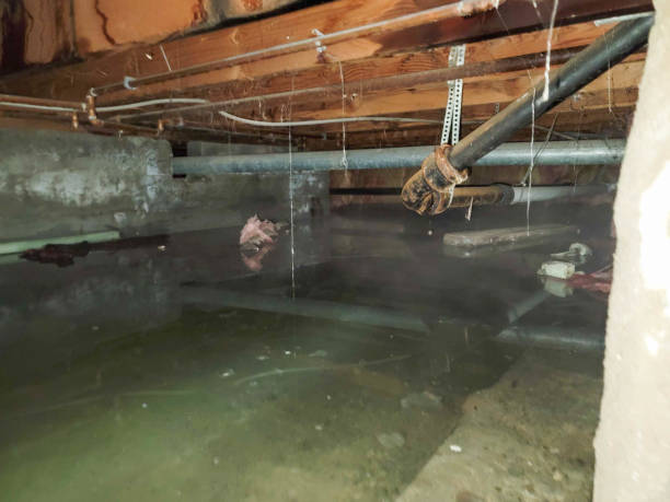 Best Water damage restoration process  in Bayou Vista, TX